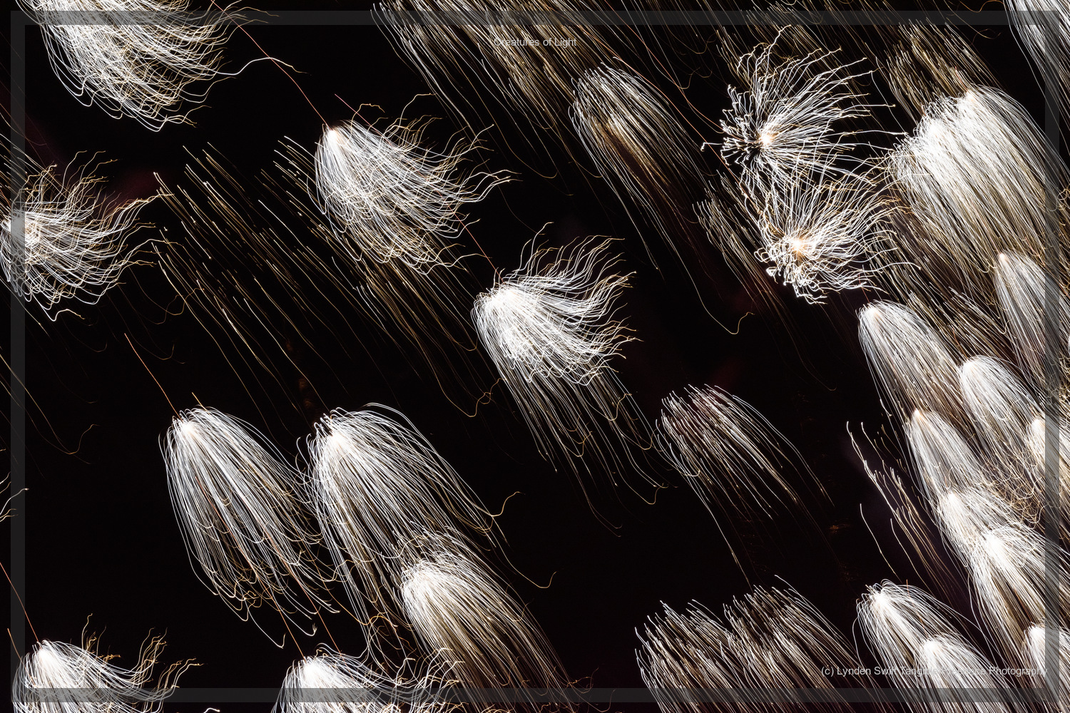  Creatures of Light. Lynden Swift. Tangible Presence Photography.  