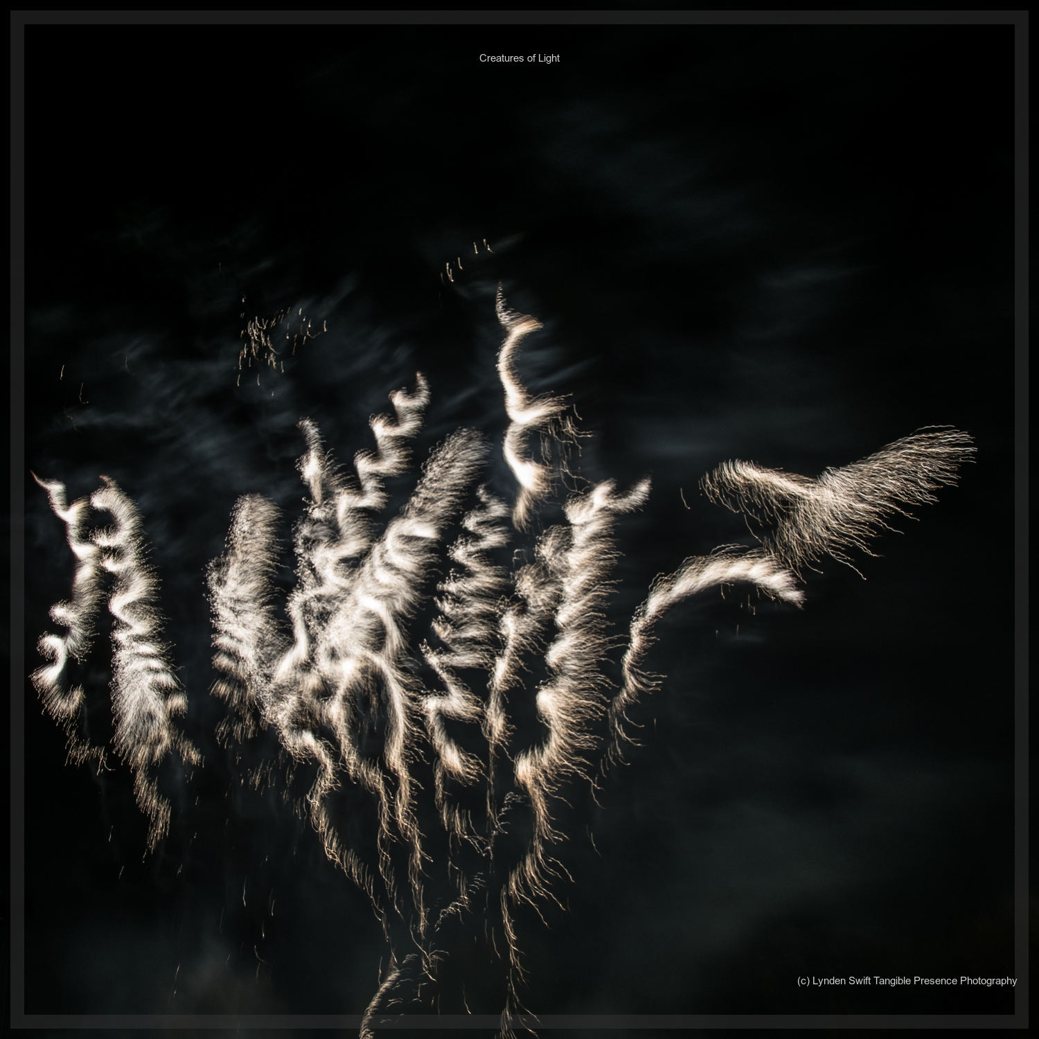  Creatures of Light. Lynden Swift. Tangible Presence Photography.  