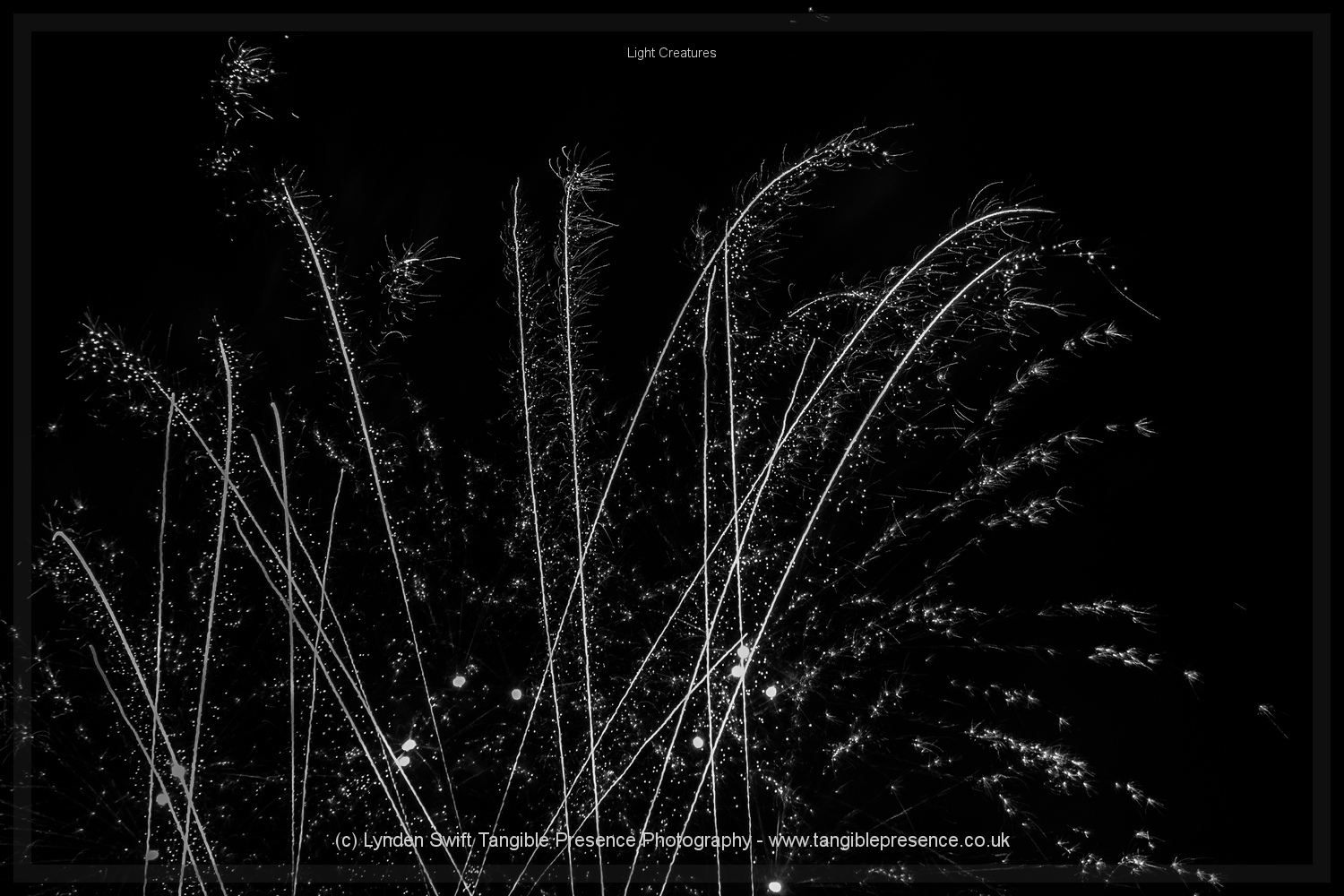  Creatures of Light. Lynden Swift. Tangible Presence Photography.  