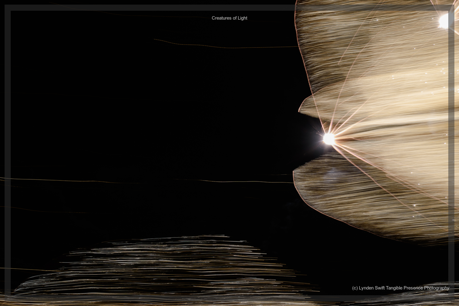  Creatures of Light. Lynden Swift. Tangible Presence Photography.  