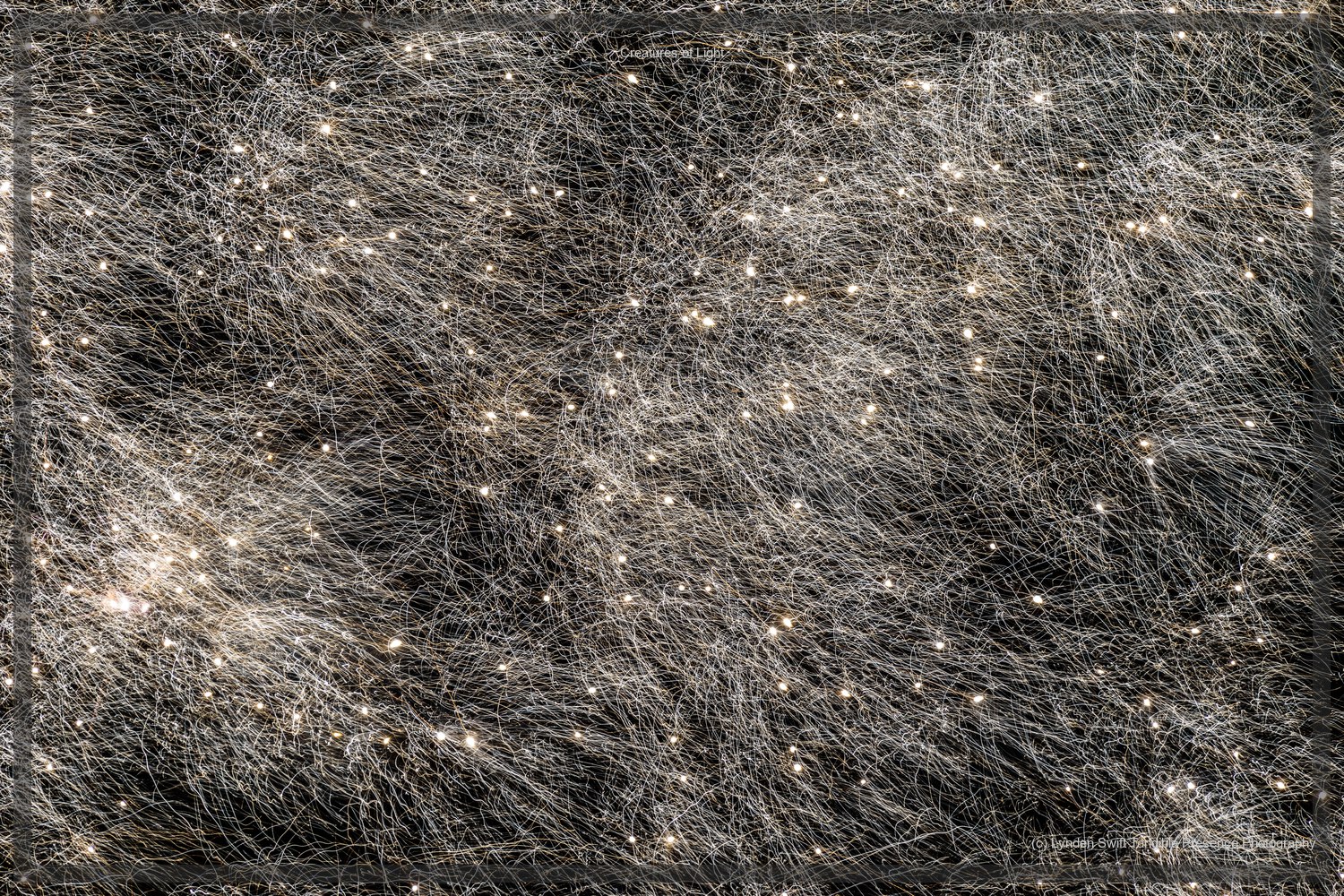  Creatures of Light. Lynden Swift. Tangible Presence Photography.  