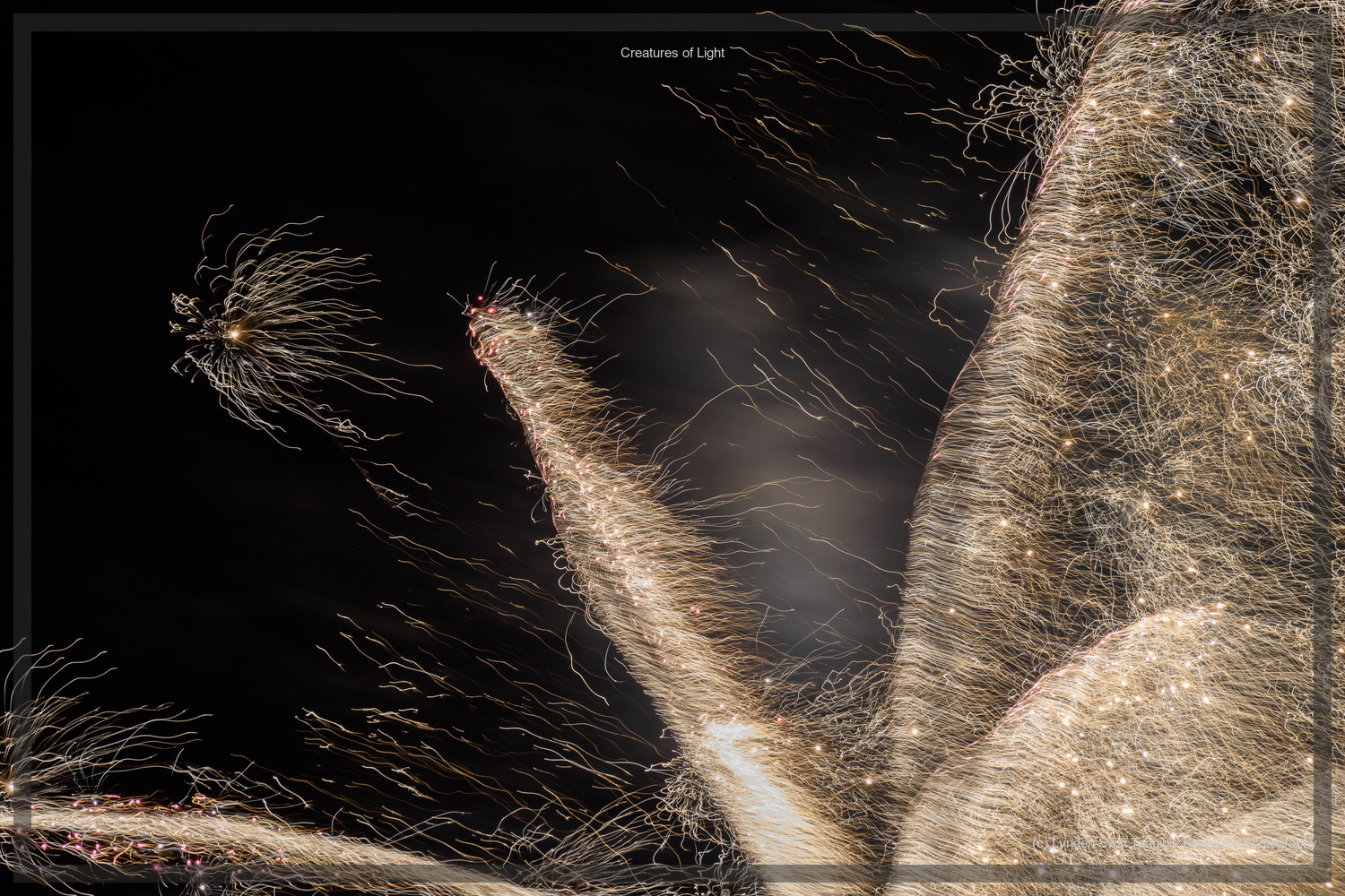  Creatures of Light. Lynden Swift. Tangible Presence Photography.  