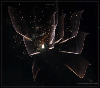  Creatures of Light. Lynden Swift. Tangible Presence Photography.  