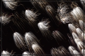  Creatures of Light. Lynden Swift. Tangible Presence Photography.  