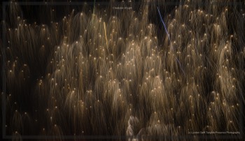  Creatures of Light. Lynden Swift. Tangible Presence Photography.  