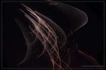  Creatures of Light. Lynden Swift. Tangible Presence Photography.  