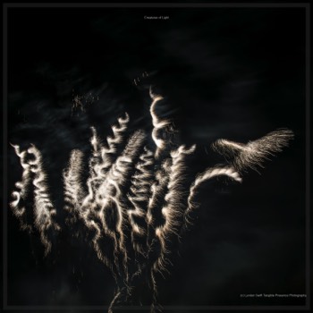  Creatures of Light. Lynden Swift. Tangible Presence Photography.  