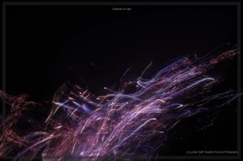  Creatures of Light. Lynden Swift. Tangible Presence Photography.  