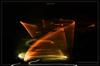  Creatures of Light. Lynden Swift. Tangible Presence Photography.  