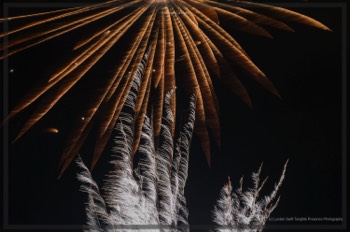  Creatures of Light. Lynden Swift. Tangible Presence Photography.  