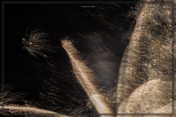  Creatures of Light. Lynden Swift. Tangible Presence Photography.  