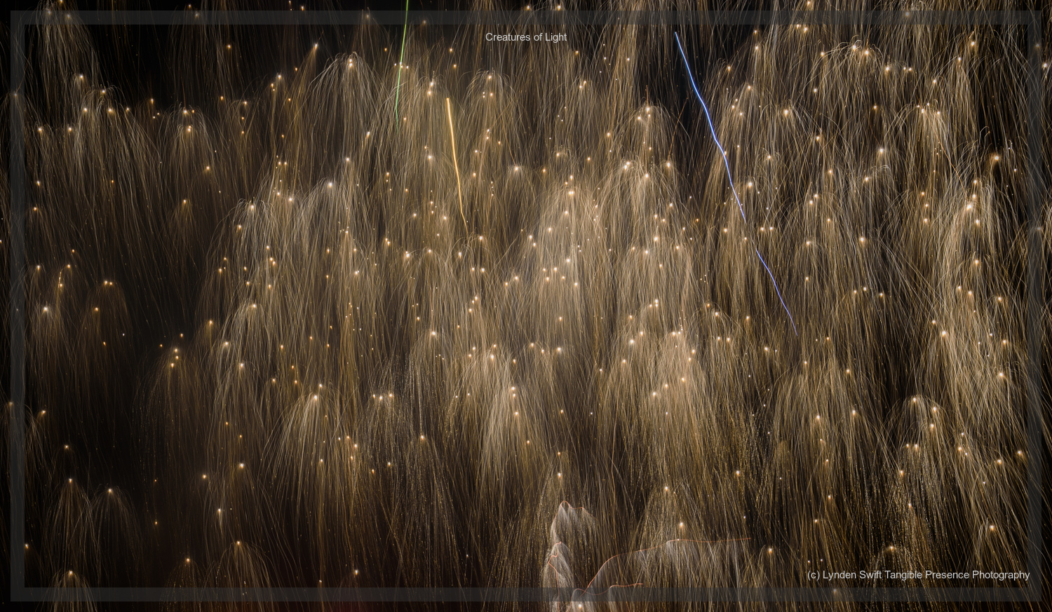  Creatures of Light. Lynden Swift. Tangible Presence Photography.  