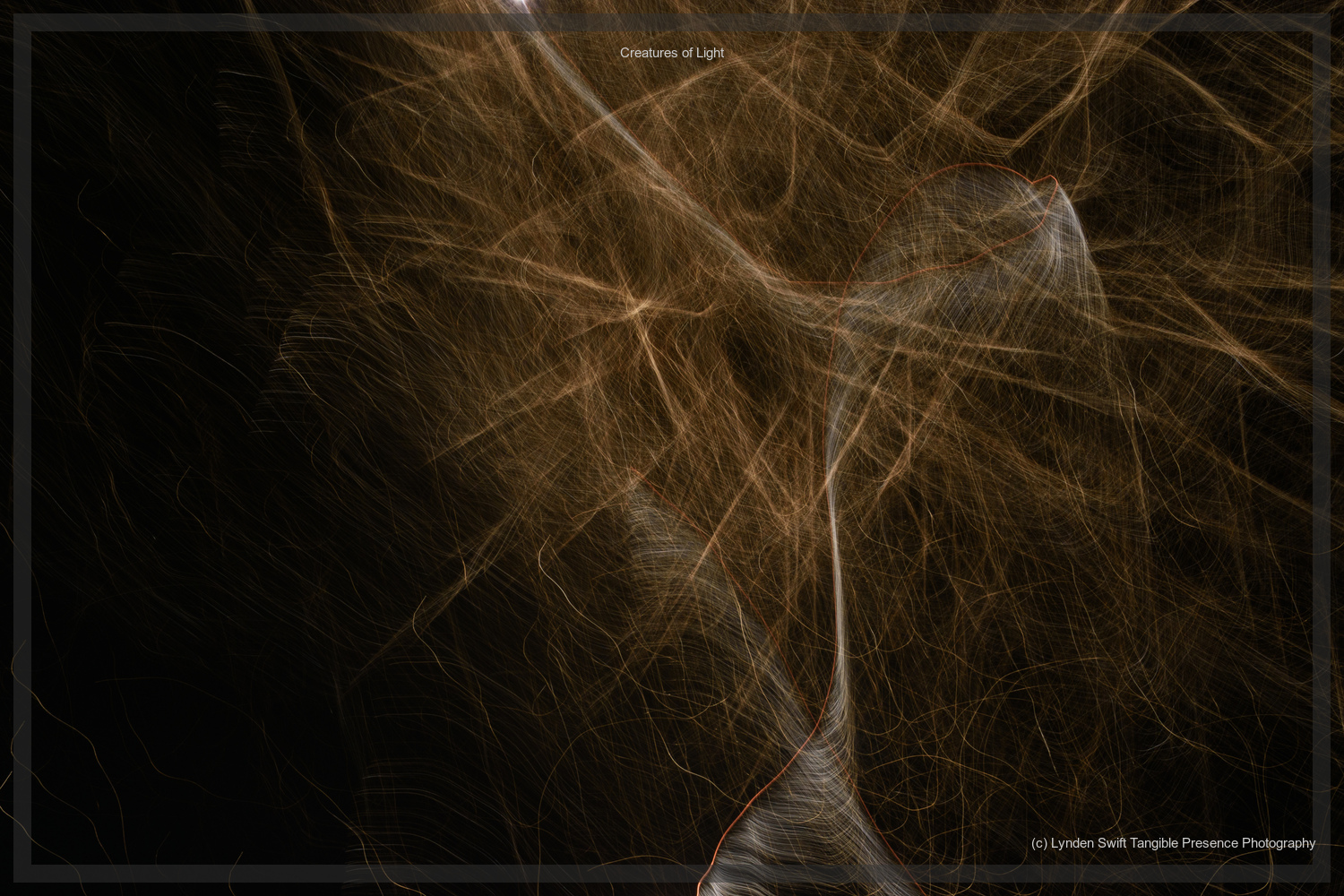  Creatures of Light. Lynden Swift. Tangible Presence Photography.  