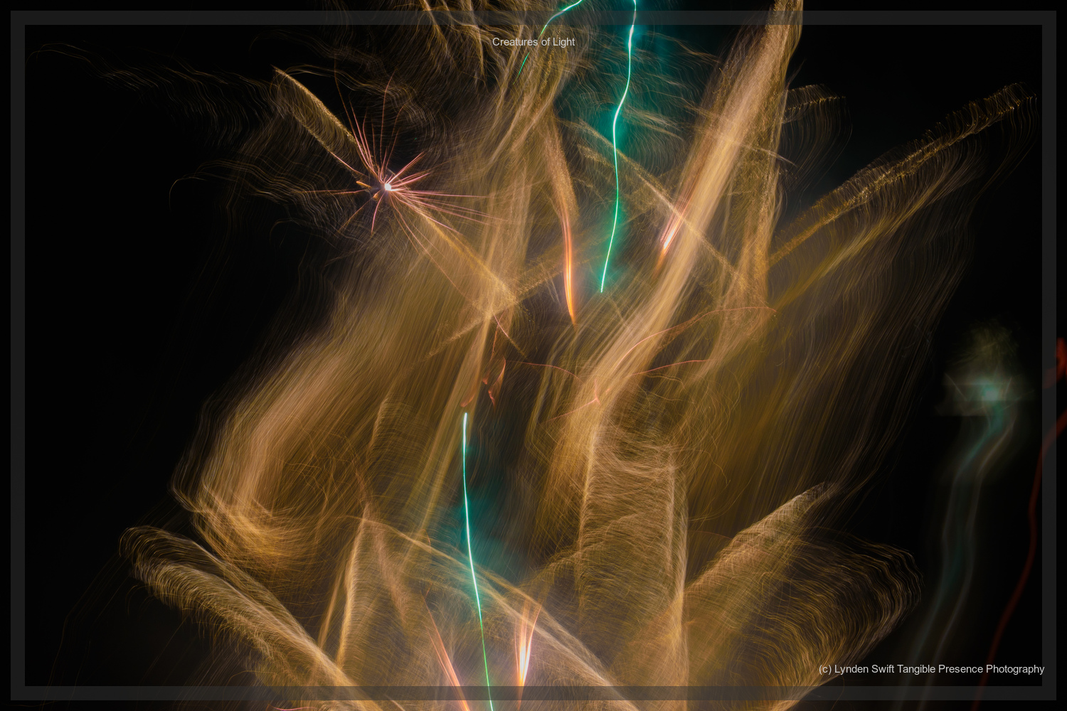  Creatures of Light. Lynden Swift. Tangible Presence Photography.  