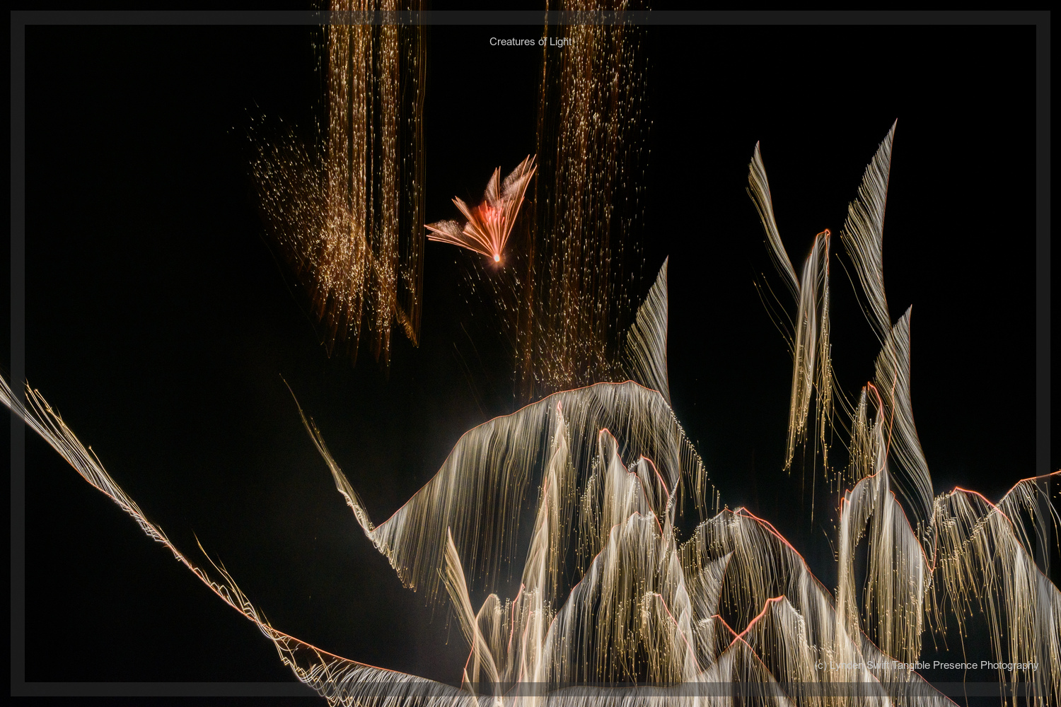  Creatures of Light. Lynden Swift. Tangible Presence Photography.  