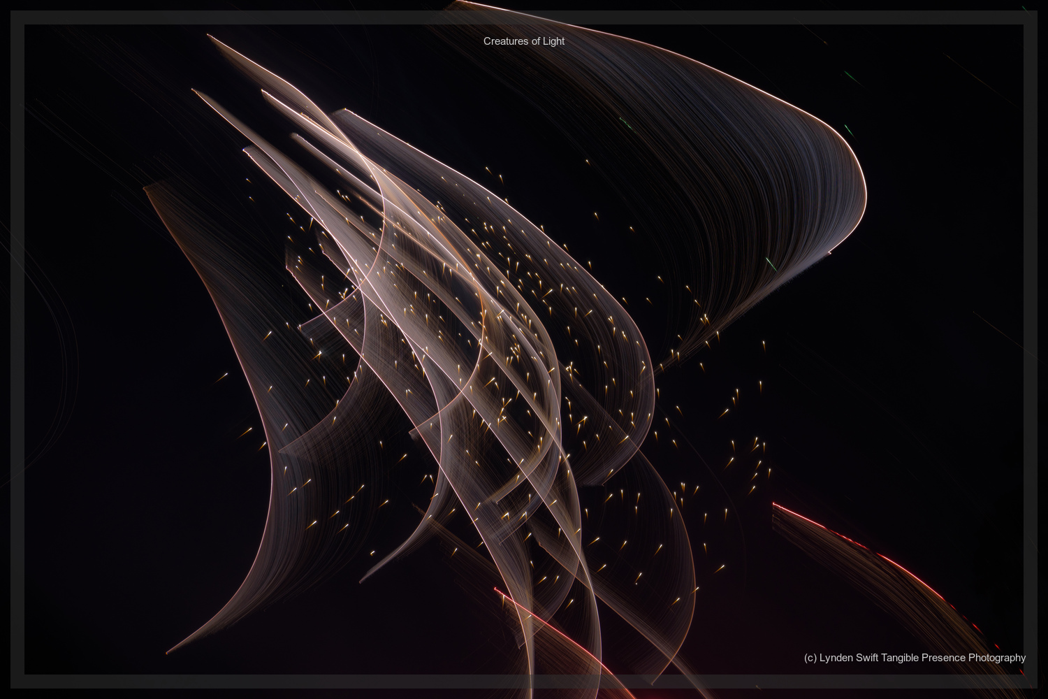  Creatures of Light. Lynden Swift. Tangible Presence Photography.  