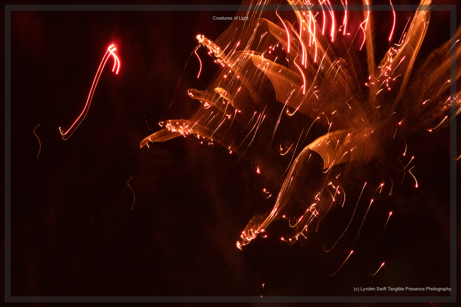  Creatures of Light. Lynden Swift. Tangible Presence Photography.  