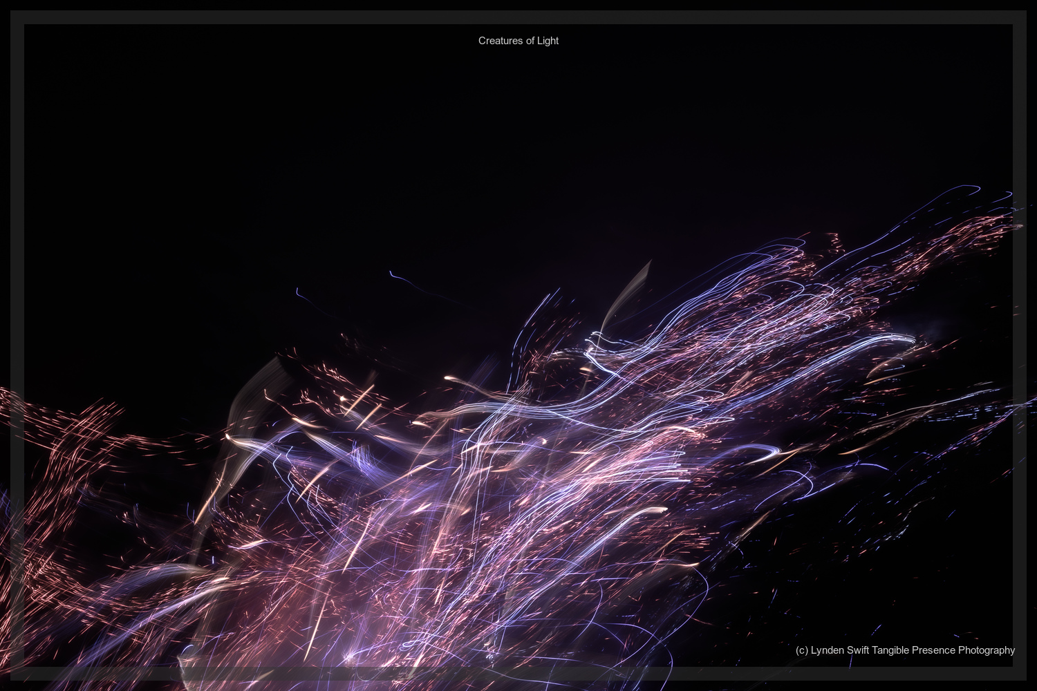  Creatures of Light. Lynden Swift. Tangible Presence Photography.  