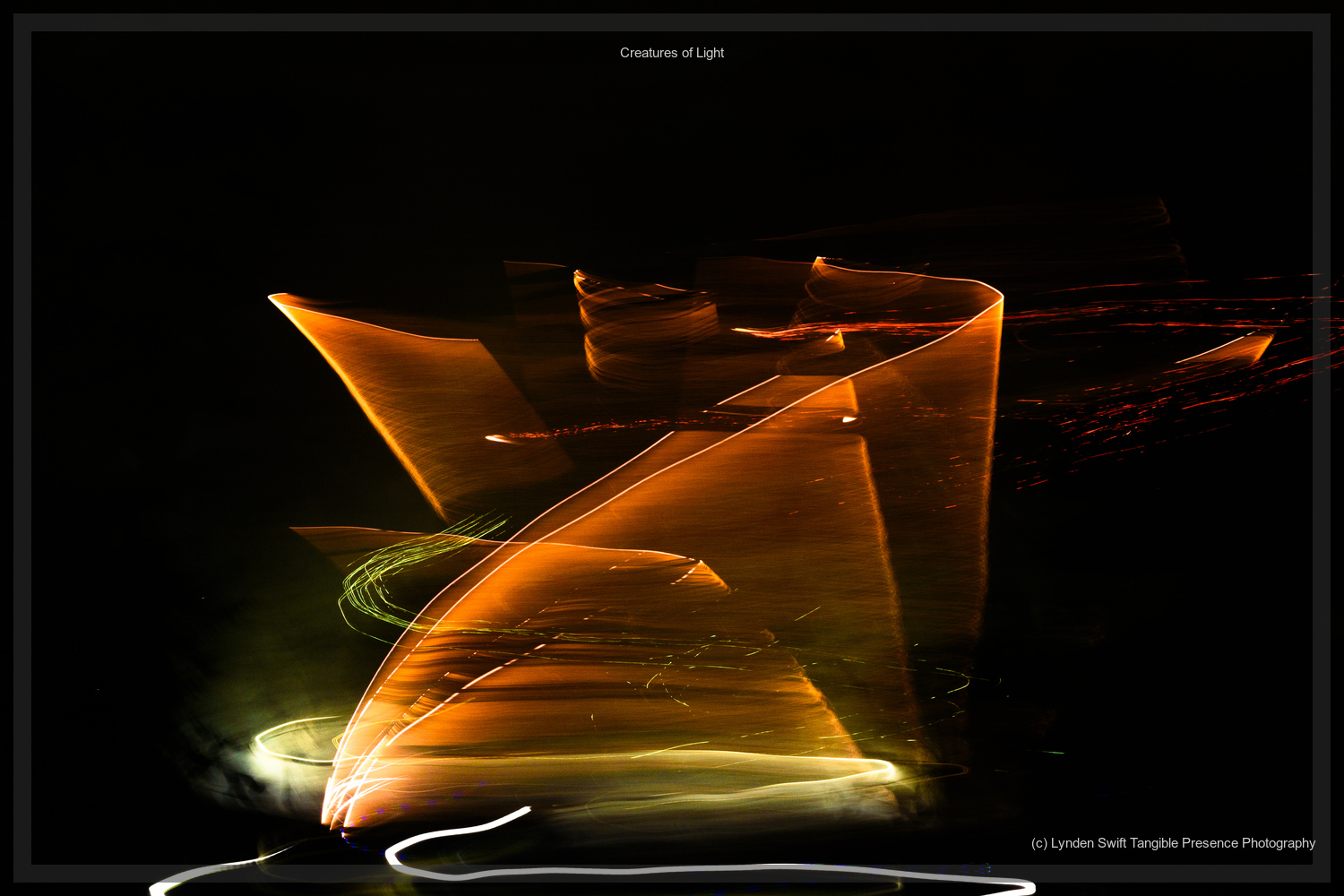  Creatures of Light. Lynden Swift. Tangible Presence Photography.  