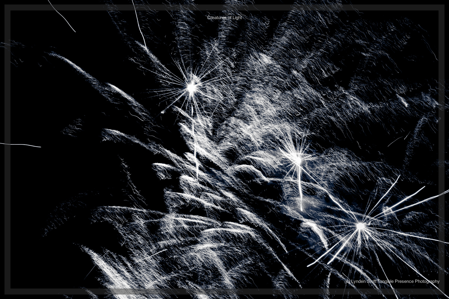  Creatures of Light. Lynden Swift. Tangible Presence Photography.  