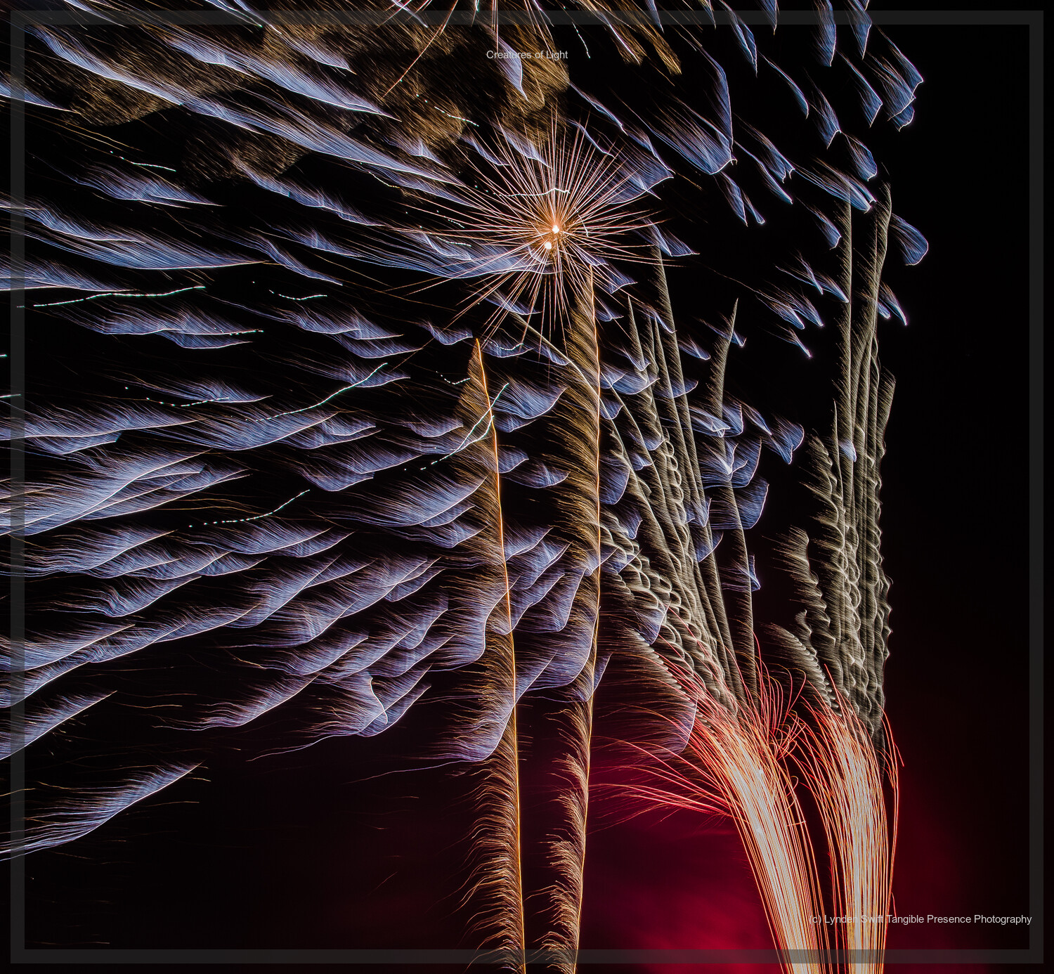  Creatures of Light. Lynden Swift. Tangible Presence Photography.  