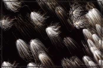  Creatures of Light. Lynden Swift. Tangible Presence Photography.  