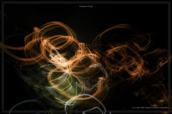  Creatures of Light. Lynden Swift. Tangible Presence Photography.  